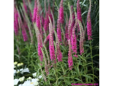 Kerti évelő virágok