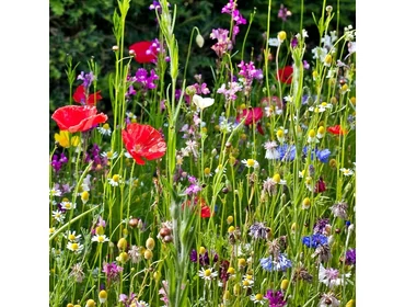 Virágmagok Virágmagok