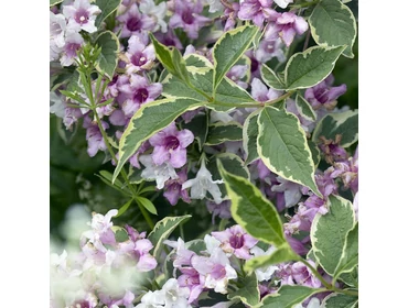 Lombhullató cserjék