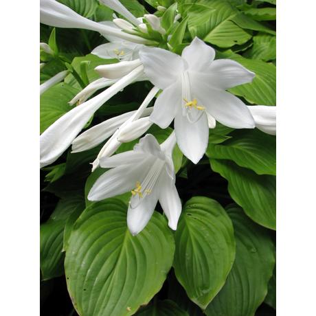 Hosta plantaginea / Nagylevelű árnyékliliom - Évelő növények