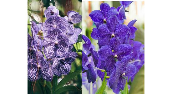 Az orchideák királynője - Cikk a Vanda orchideáról