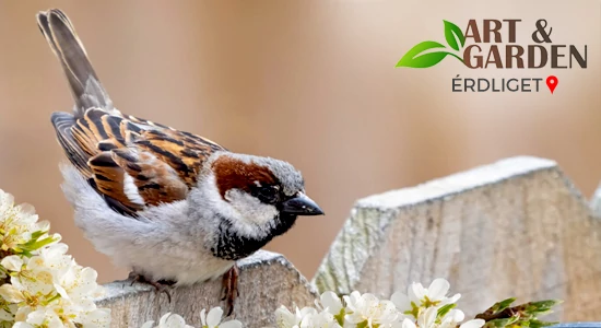 A természetközeli biodiverz kert kialakítása
