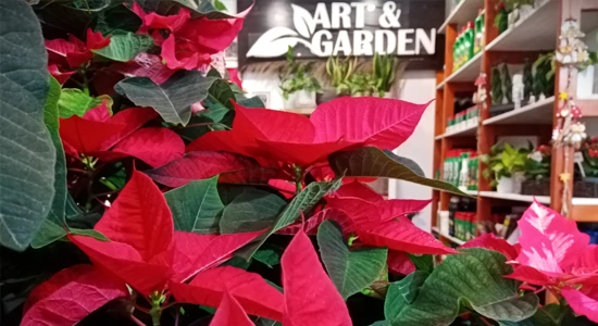 Az ünnepi azték kutyatej, vagyis a mikulásvirág története