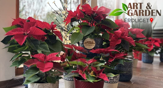 Aktuális teendők a kertben - DECEMBER