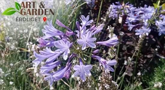 Aktuális teendők a kertben - JÚLIUS