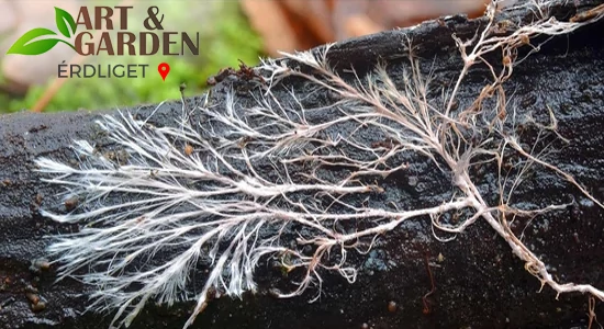 Kertzöldítésre fel! – 3. rész