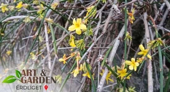 Aktuális teendők a kertben - MÁRCIUS