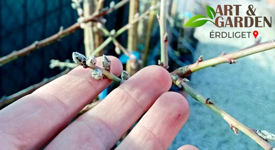 Tavaszi metszés és permetezés okosan/ökosan