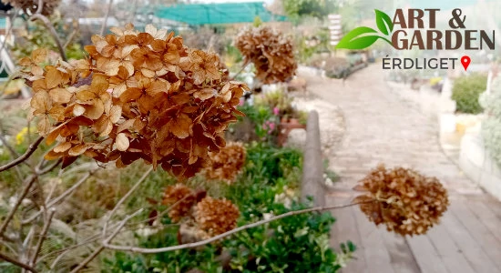 Aktuális teendők a kertben - NOVEMBER