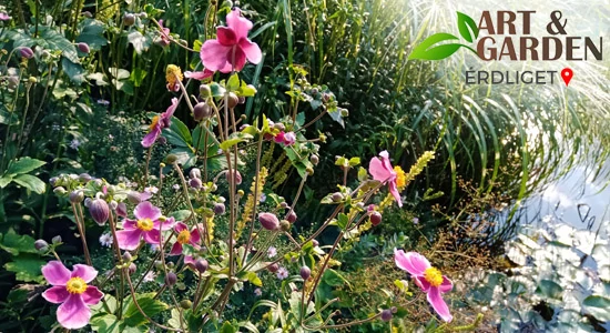 Aktuális teendők a kertben - SZEPTEMBER