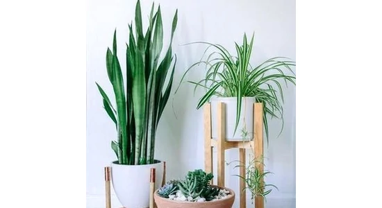 Légtisztító növények