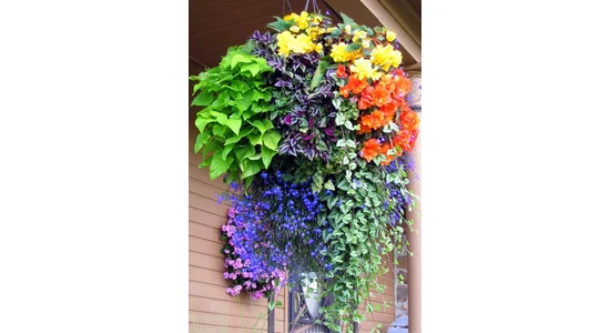 Egynyári növények kertbe és balkonra