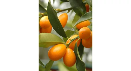 Citrusfélék -  A kumquat