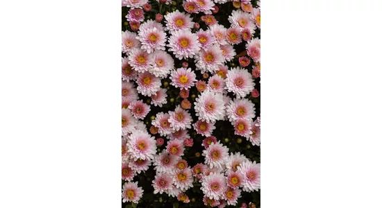 Krizantém - kertbe és vázába