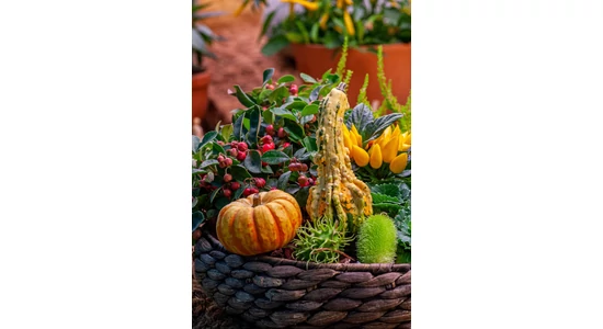 Legyen szép a balkon ősszel is