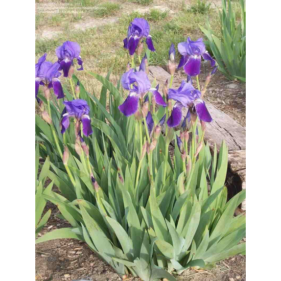 Iris germanica / Kerti nőszirom