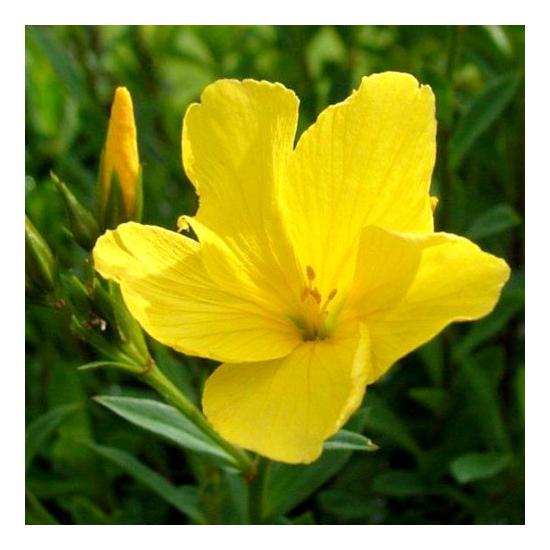 Linum flavum / Sárga len