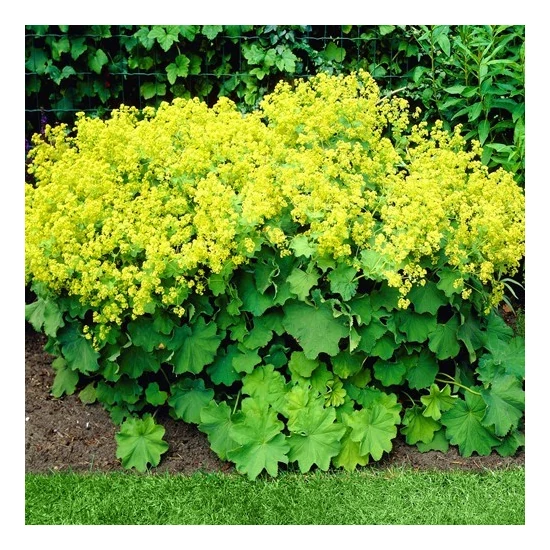 Alchemilla mollis / Lágyszőrű palástfű