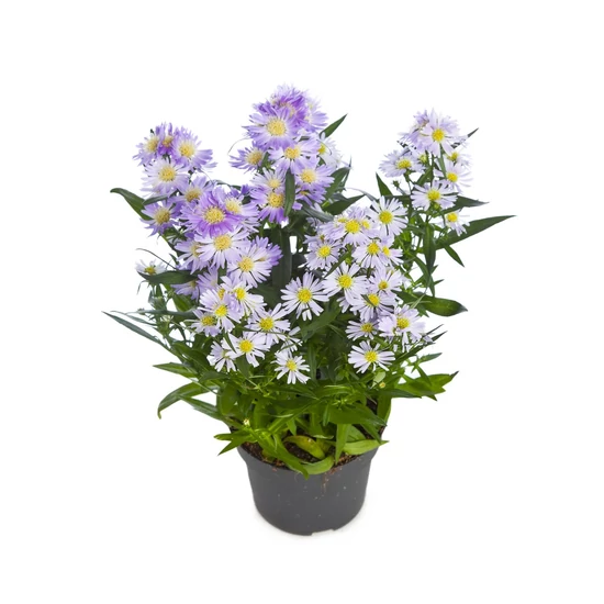 Aster dumosus 'Lady in Blue' / Törpe őszirózsa