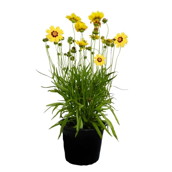 Coreopsis grandiflora 'Sunkiss yellow' / Nagyvirágú menyecskeszem