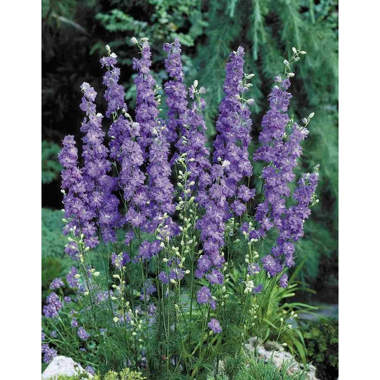 Delphinium / Szarkaláb