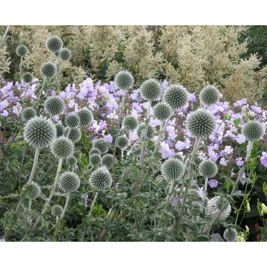 Echinops bannaticus 'Blue Globe' / Szamárkenyér
