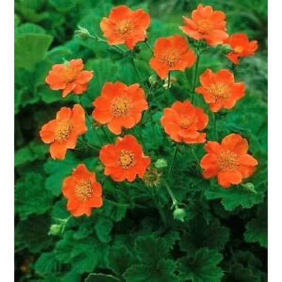 Geum coccineum / Skarlátvörös gyömbérgyökér
