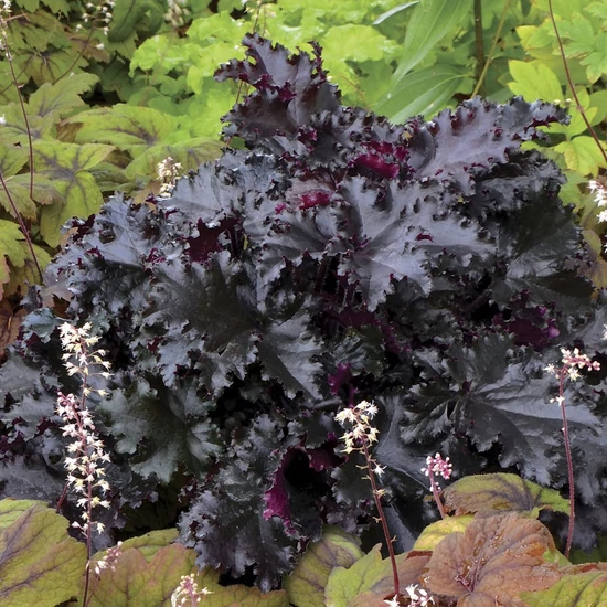 Heuchera 'Black Taffeta' / Tűzeső