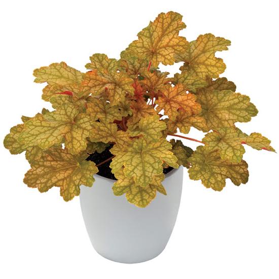 Heuchera 'Ginger Ale' / Tűzeső