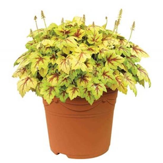 Heuchera 'Stop Light' / Tűzeső