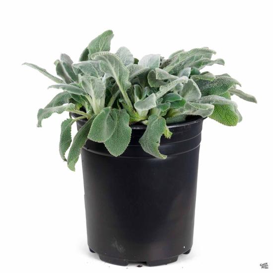 Stachys byzantina / Gyapjas tisztesfű