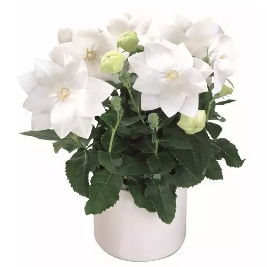 Platycodon grandiflorus 'Astra White' / Fehér virágszínű léggömbvirág