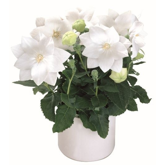 Platycodon grandiflorus / Fehér virágszínű léggömbvirág