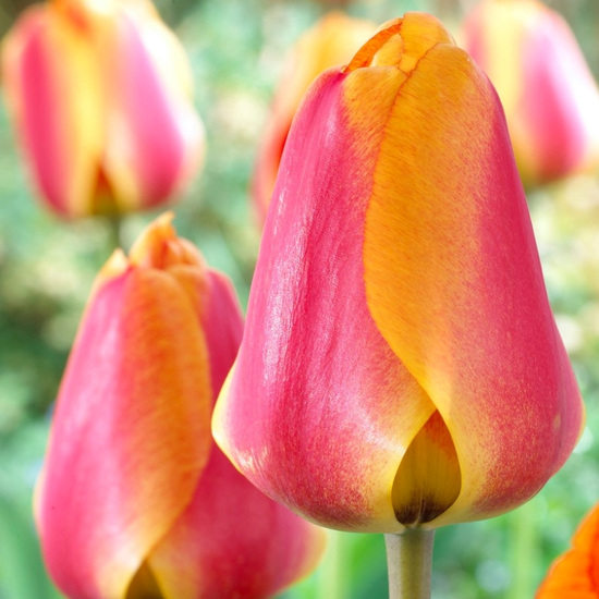 Tulipa Apeldoorn's Elite / Tulipán