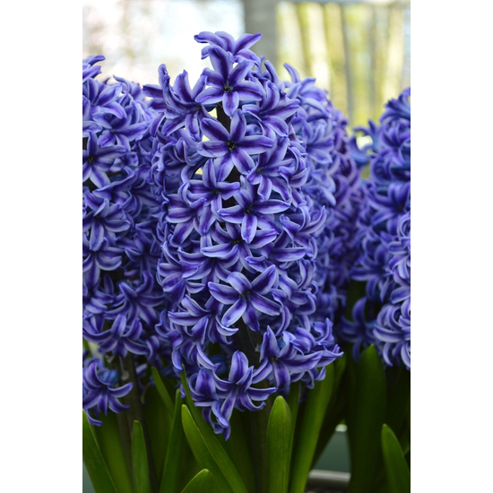 Hyacinthus Blue Jacket / Jácint