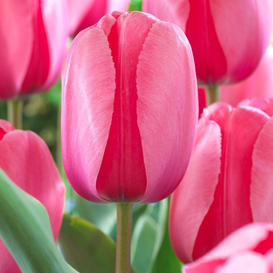Tulipán Darwin hybrid Pink Impression