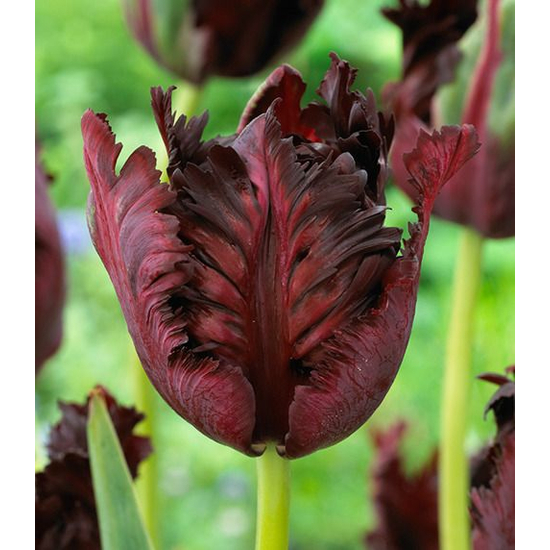 Tulipa 'Black Parrot' / Sötétbordó virágszínű tulipán