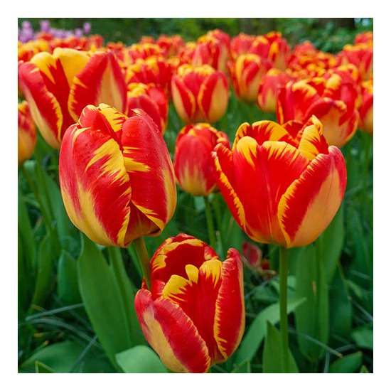 Tulipa 'Banja Luka' / Tulipán