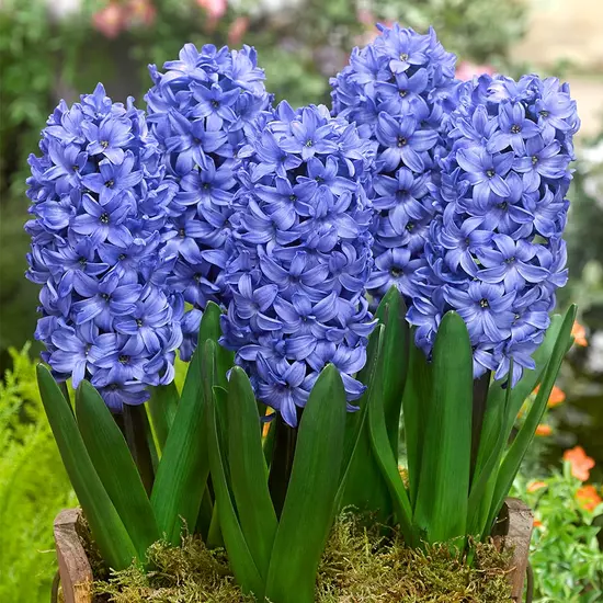Hyacinthus Delft Blue / Jácint