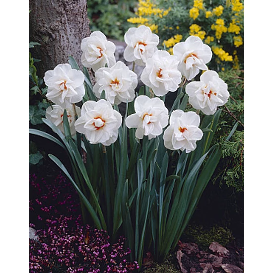 Nárcisz double Acropolis