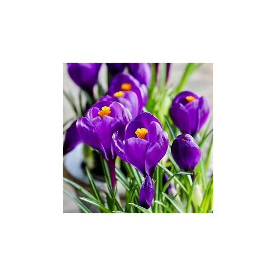 Crocus 'Flower Record' / Krókusz