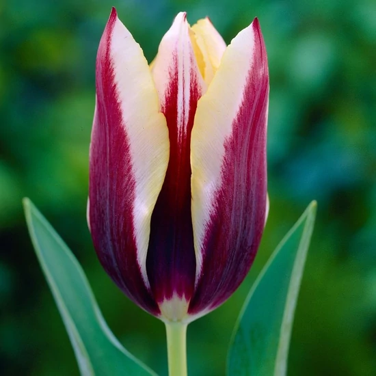 Tulipán Triumph Gavota