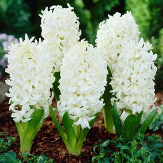 Hyacinthus Carnegie / Jácint