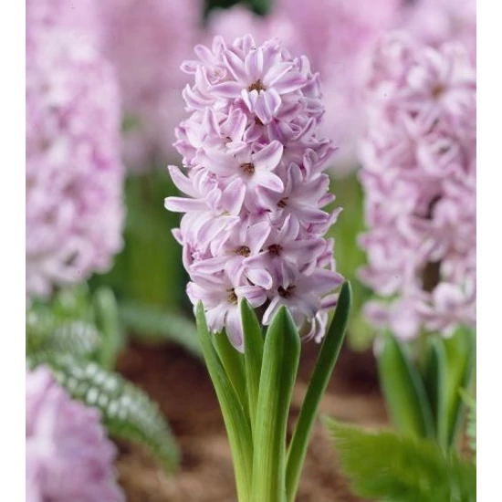 Hyacinthus Splendid Cornelia / Jácint