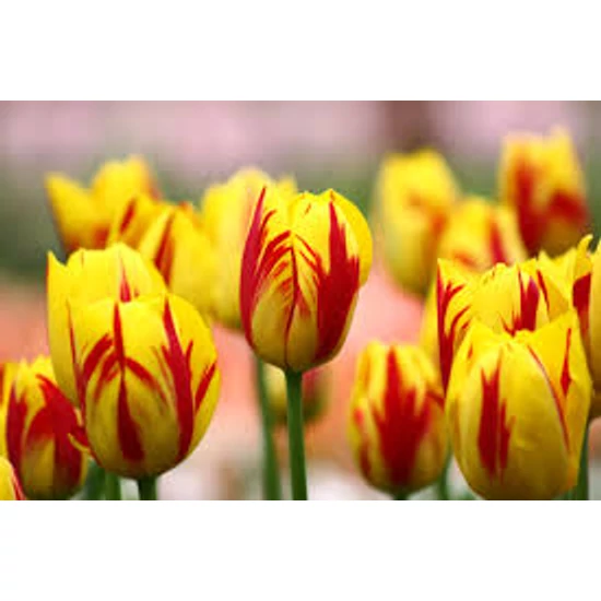 Tulipán Rembrandt Washington