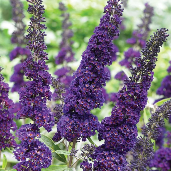 Buddleja davidii 'Black Knight' / Sötétlila virágszínű nyáriorgona
