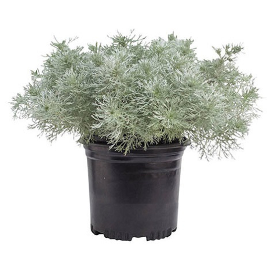 Artemisia schmidtiana 'Silver Mound' / Japán üröm