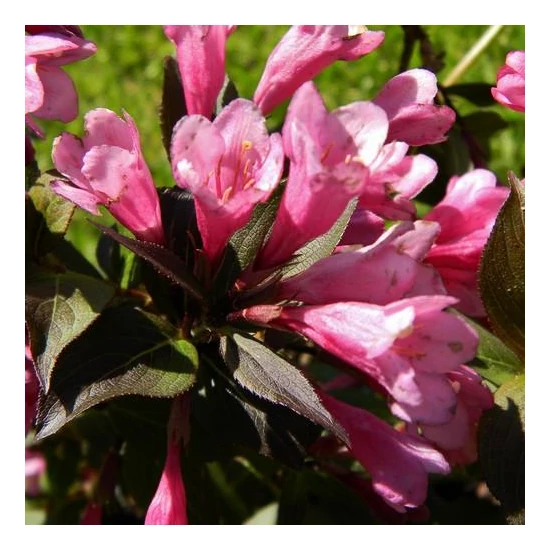 Weigela florida 'Purpurea Nana' / Törpe rózsalonc