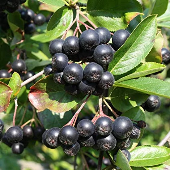 Aronia prunifolia 'Nero' / Fekete berkenye
