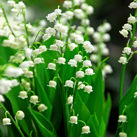 Convallaria majalis / Májusi gyöngyvirág